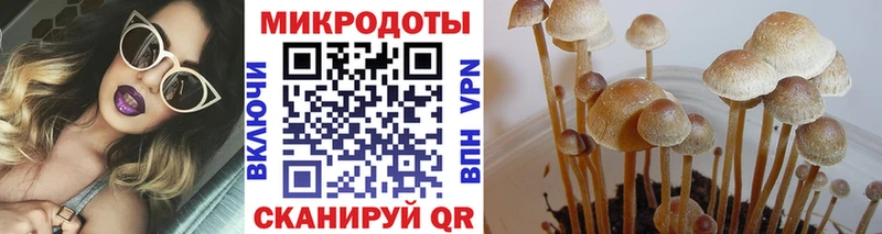 Галлюциногенные грибы Psilocybe  Владивосток 