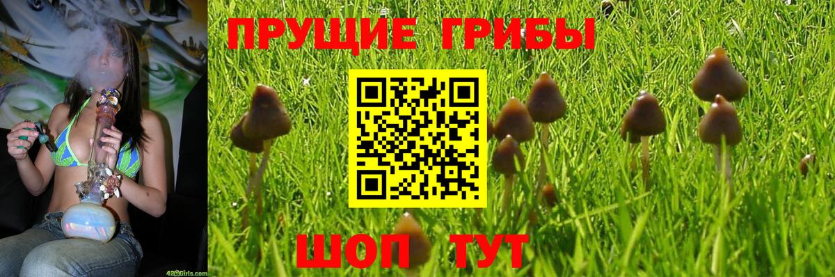 Владивосток  Псилоцибиновые грибы Psilocybine cubensis  Вход с VPN 